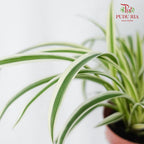 Chlorophytum Comosum - Pudu Ria Florist Southern