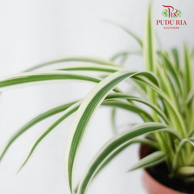 Chlorophytum Comosum - Pudu Ria Florist Southern