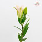 Lily Soft Pink - (5 Stems)