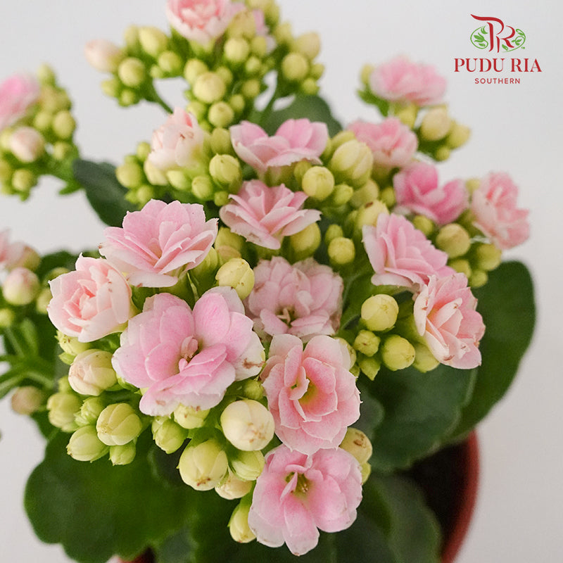 Kalanchoe 万紫千红 - Soft Pink - Pudu Ria Florist Southern