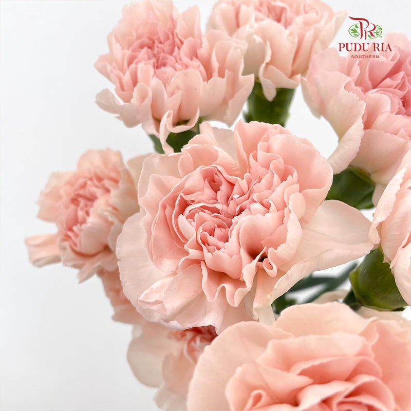 Carnation Novia 康乃馨 - (8-10 Stems)
