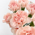 Carnation Novia 康乃馨 - (8-10 Stems)