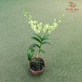 Dendrobium Orchid Pot - Green