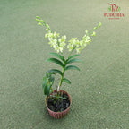 Dendrobium Orchid Pot - Green