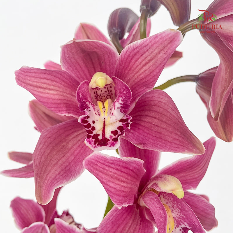 Cymbidium Orchids AAA Dark Pink - (Per Stem)