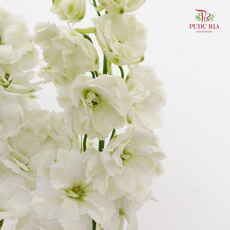 Delphinium Short White - (5 Stems)