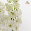 Delphinium Short White - (5 Stems)