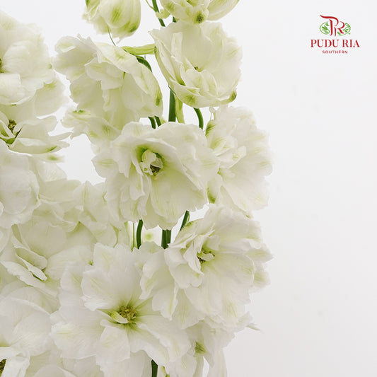 Delphinium Short White - 5 Stems