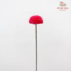Dry Sola Wood Flower - Dark Pink