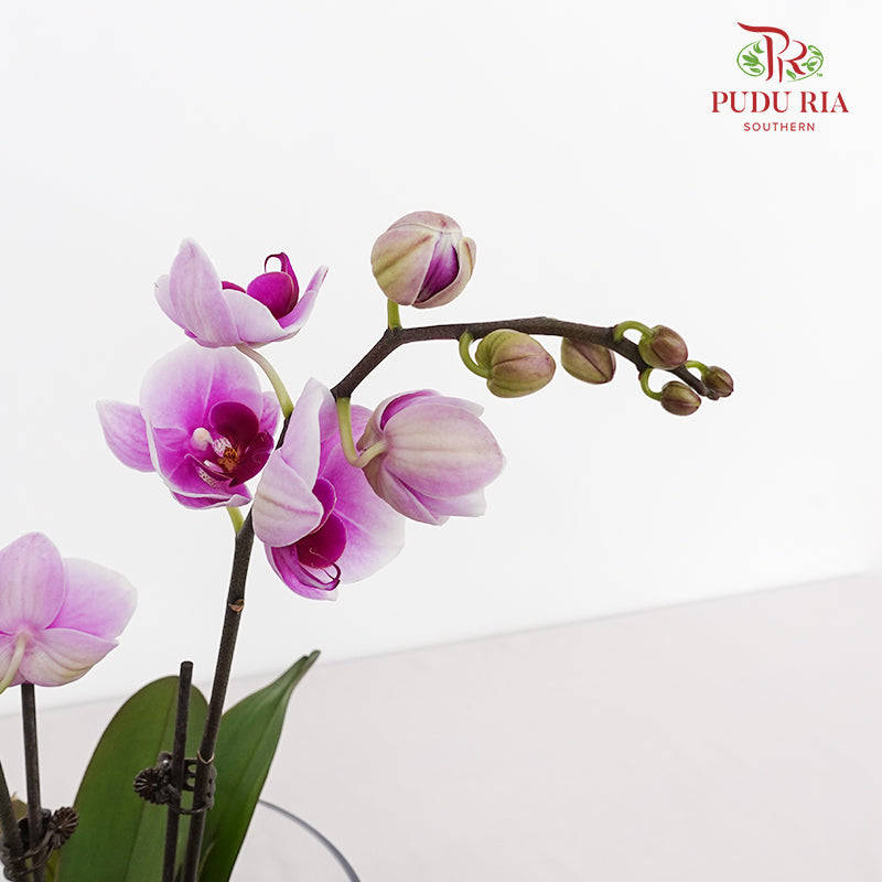 Phalaenopsis Orchid Purple White Mini