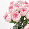 Carnation Catherine 卡特琳康乃馨 - (18-20 Stems)