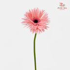 Gerbera Spider Pink 拉丝非洲菊 - (8-10 Stems)