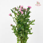 Cirsium Japonicum Pink - (Per Bundle)