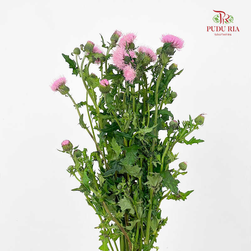 Cirsium Japonicum Pink - (Per Bundle)