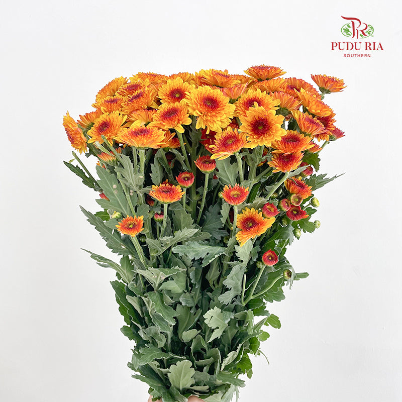 Chrysanthemum Pompom Brown/Yellow 4 布鲁诺成小菊 - (10-12 Stems)