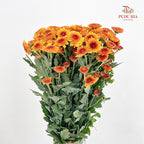 Chrysanthemum Pompom Brown/Yellow 4 布鲁诺成小菊 - (10-12 Stems)