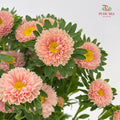 Aster Champagne 翠菊 - (Per Bundle)