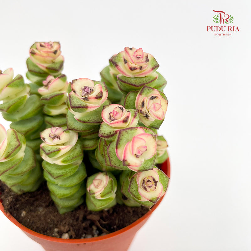 Crassula Marnieriana