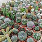 Cactus Mixed (S)