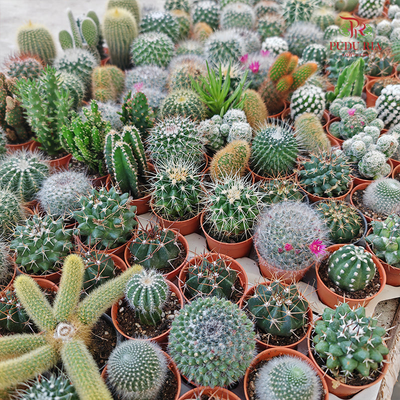 Cactus Mixed (S)