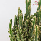 Triangle Cactus (Fairy Castle)