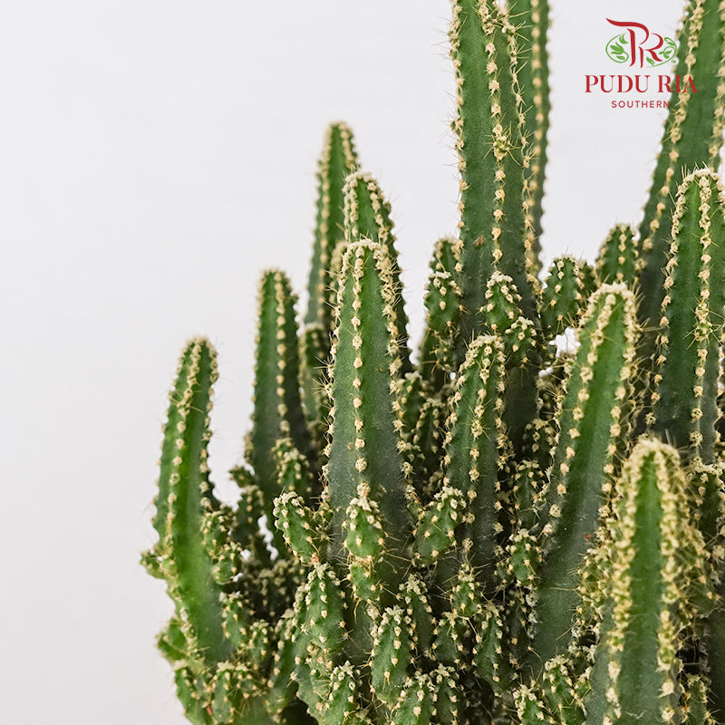 Triangle Cactus (Fairy Castle)