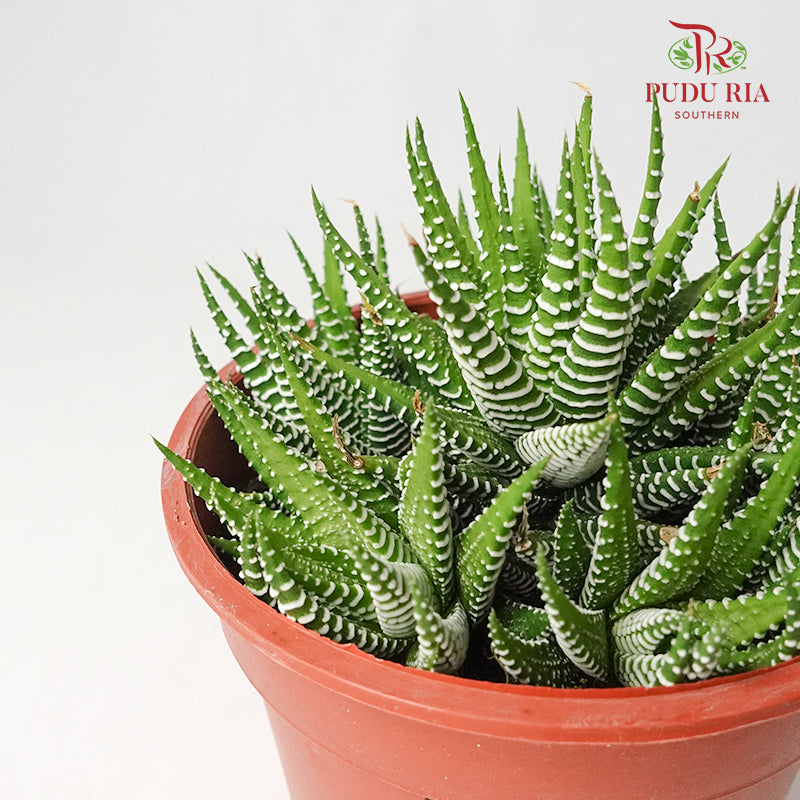 Haworthia Zebra - Pudu Ria Florist Southern