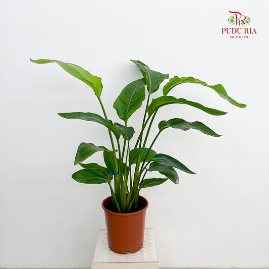 Ravenala Madagascariensis P27