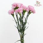 Carnation 康乃馨 Purple - (10 Stems)