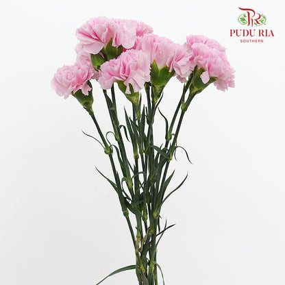 Carnation Soft Purple 康乃馨 - (10 Stems)