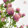 Gomphrena Strawberry Purple 千日红 - (Per Bundle)