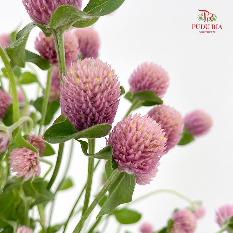 Gomphrena Strawberry Soft Purple - (Per Bundle)