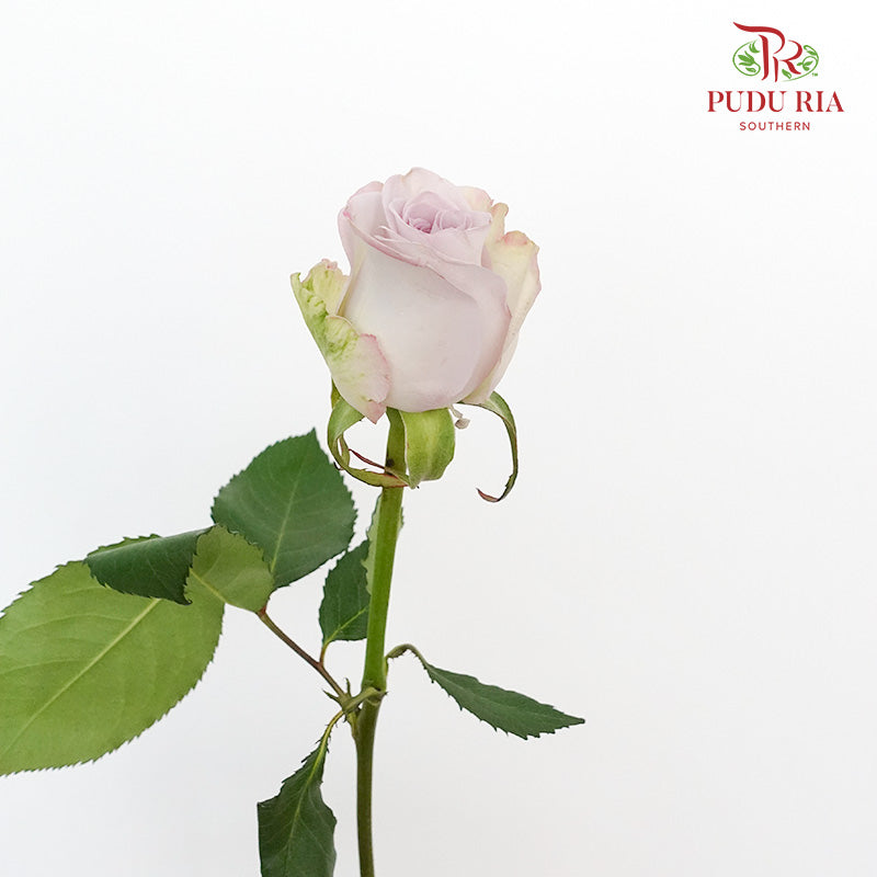Rose Star Of The Sea (8-10 Stems) - Pudu Ria Florist Southern
