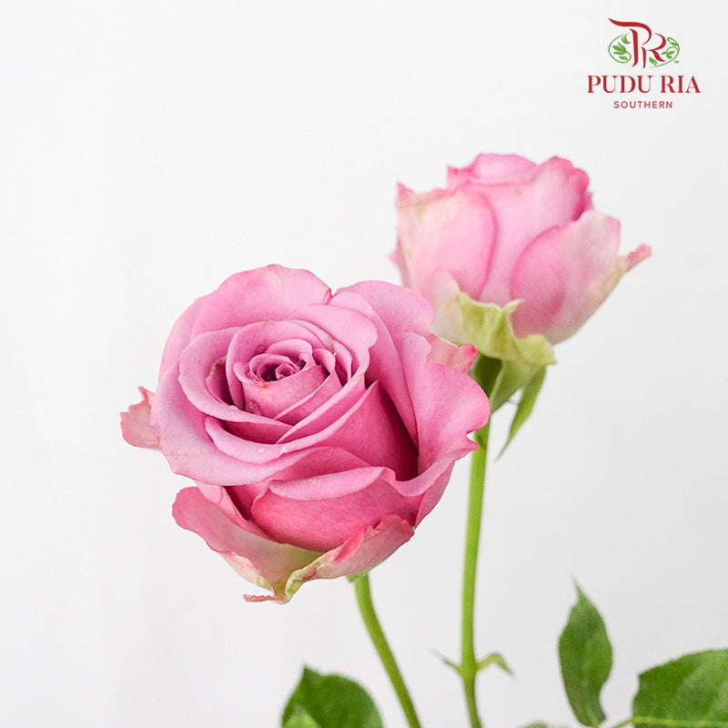 Rose Magenta (19-20 Stems) - Pudu Ria Florist Southern