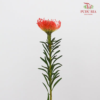 Leucospermum - Red (5 Stems)