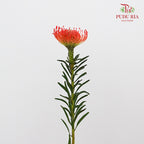 Leucospermum - Red - (5 Stems)