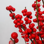 Ilex Purpurea Hassk Red - (5 Stems)
