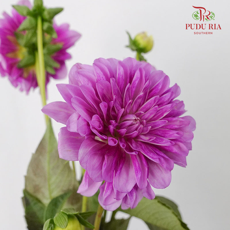 Dahlia Purple - (Per Bunch) - Pudu Ria Florist Southern