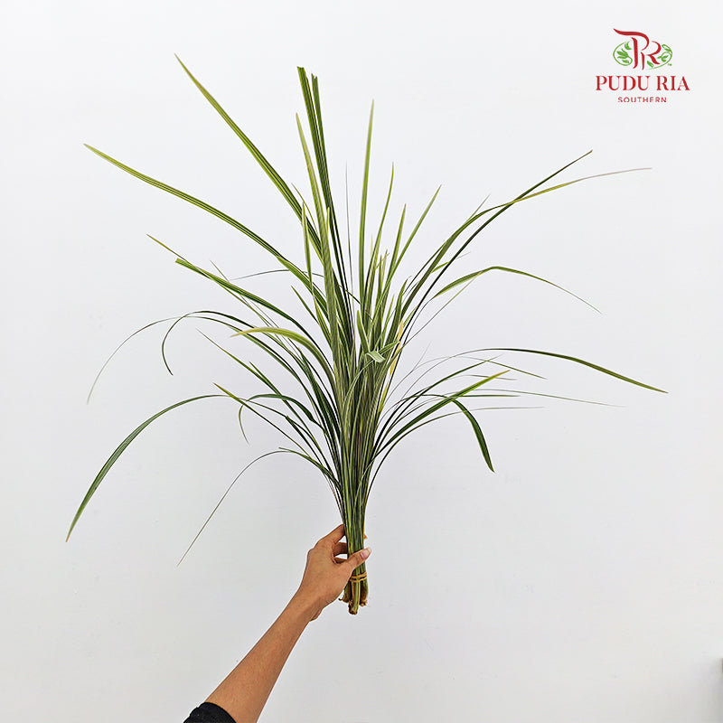 Beargrass 春兰叶 - (5 Stems)