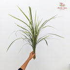 Beargrass 春兰叶 - (5 Stems)