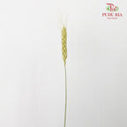 Dry Wheatgrass - Green - Pudu Ria Florist Southern