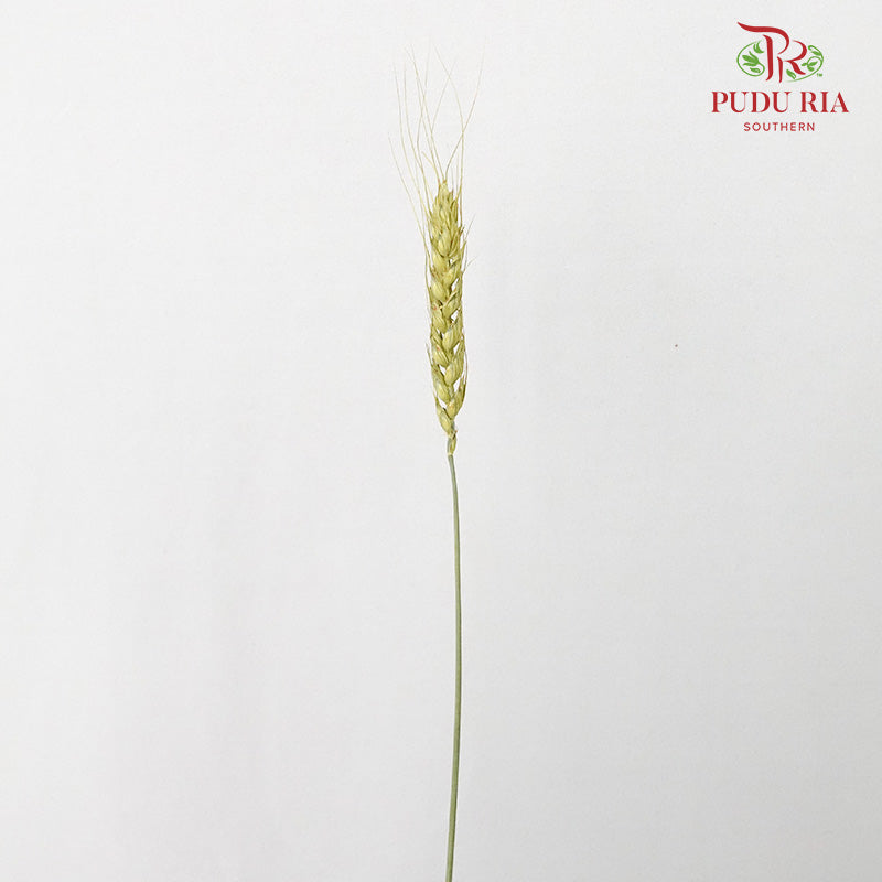 Dry Wheatgrass - Green - Pudu Ria Florist Southern