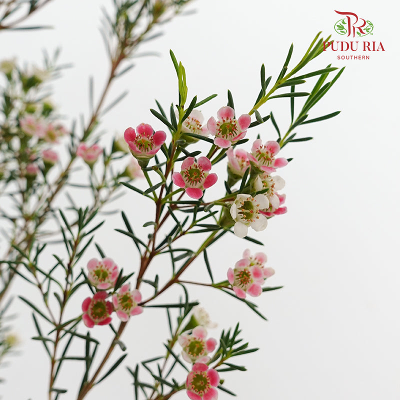 Wax Flower Pink 蜡花 - (Per Bundle)