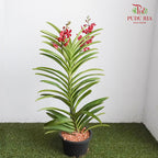 Mokara Orchid Pot - Red - Pudu Ria Florist Southern