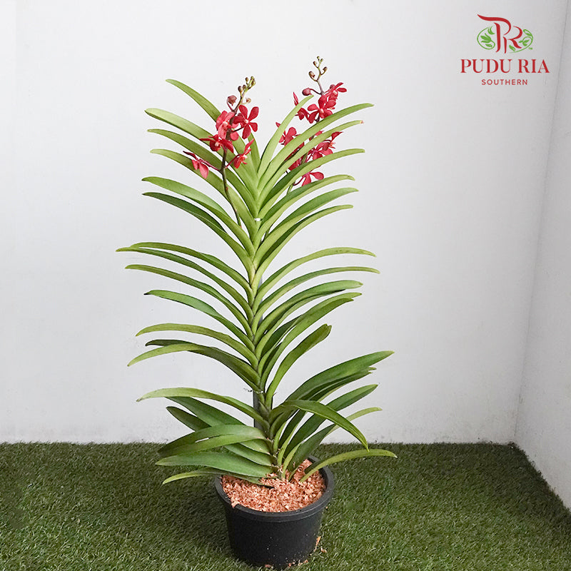 Mokara Orchid Pot - Red - Pudu Ria Florist Southern