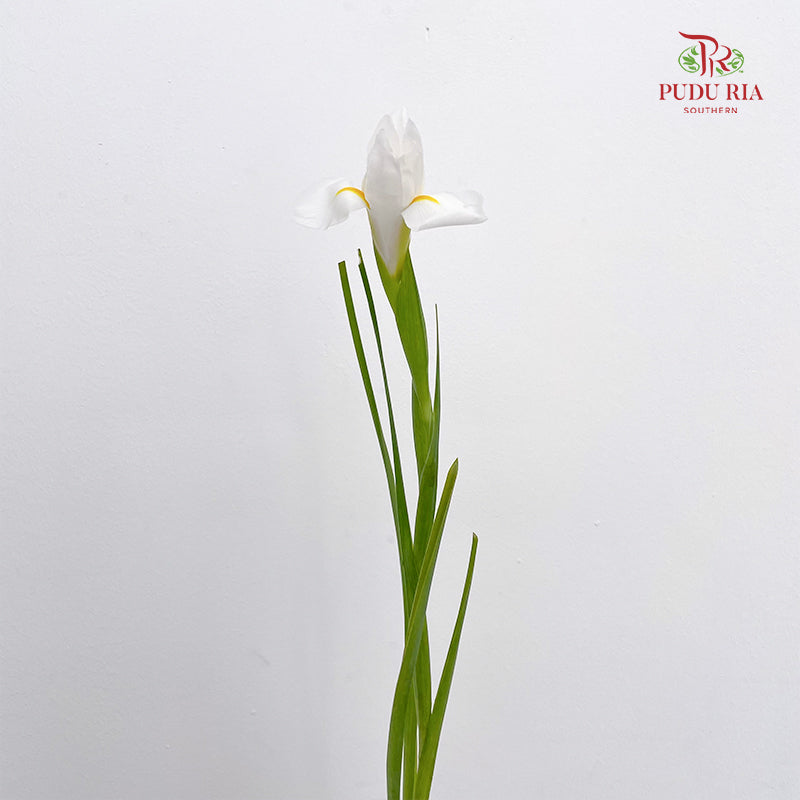Iris White - (5 Stems)