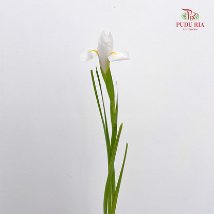 Iris White - (5 Stems)