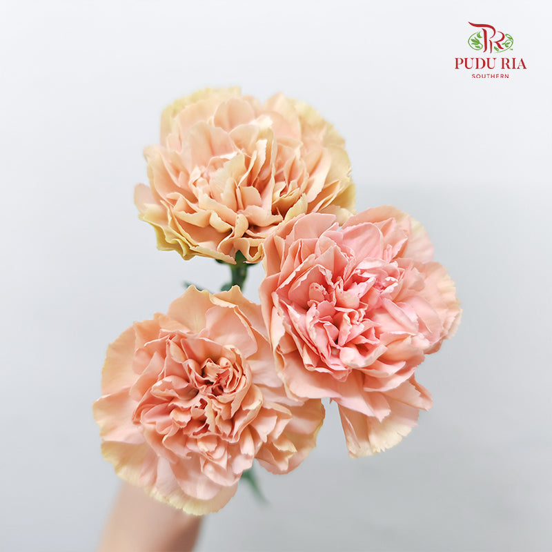 Carnation St Honey - (18-20 Stems)