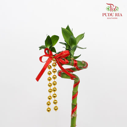 Lucky Bamboo With Deco - 转运竹