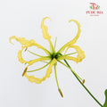 Gloriosa Yellow - Pudu Ria Florist Southern
